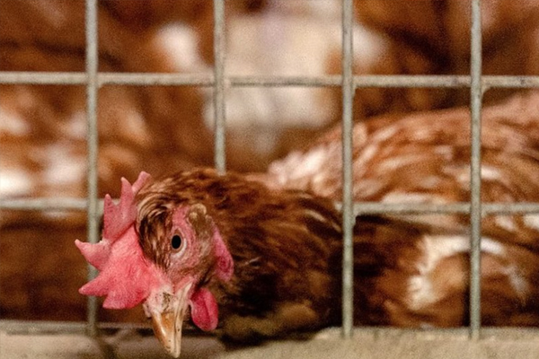 Bird Flu: Fundamental Questions and Answers You Need To Know