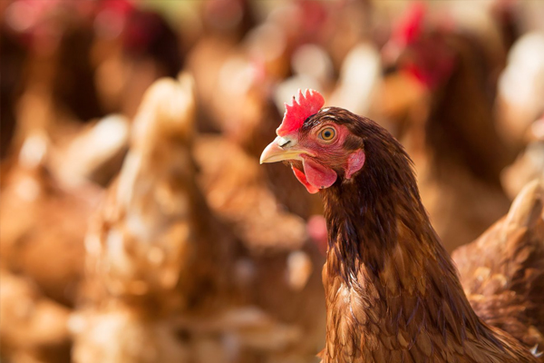 Raising Chicken Tips: How to Prevent the Spread of Bird Flu