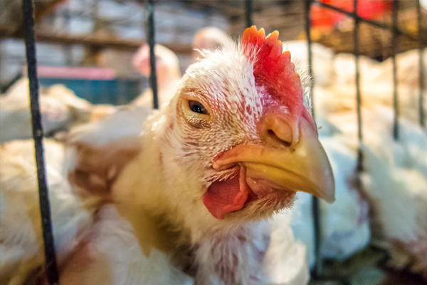 Bird Flu: A Chicken Raiser’s Nightmare