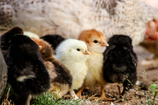 Raising Tips: What to do When the Chicks Arrive