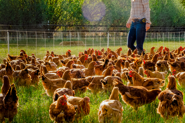 Maximizing Your Harvest with Chickens