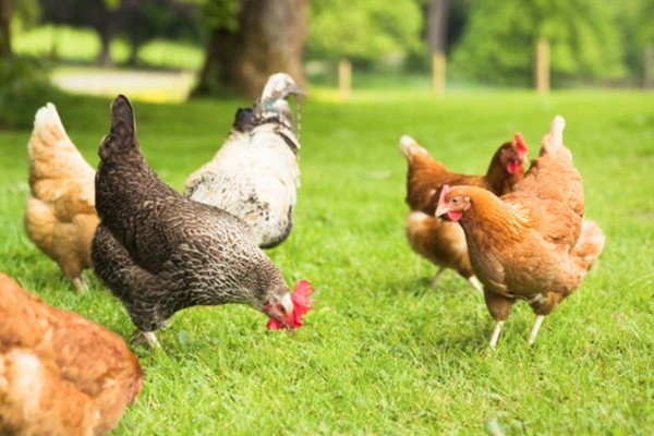 Essential Tips for Raising Chickens